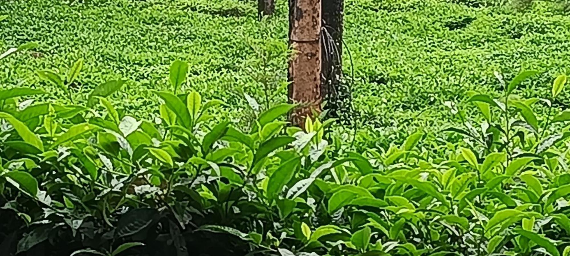 Jungle Valley Ayurvedic Spa Resort Meppādi 외부 사진