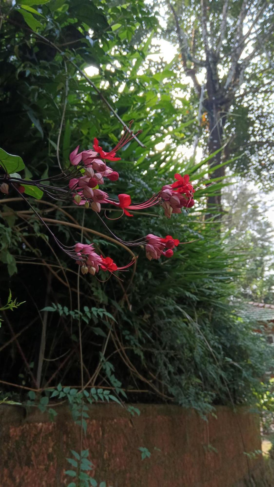 Jungle Valley Ayurvedic Spa Resort Meppādi 외부 사진