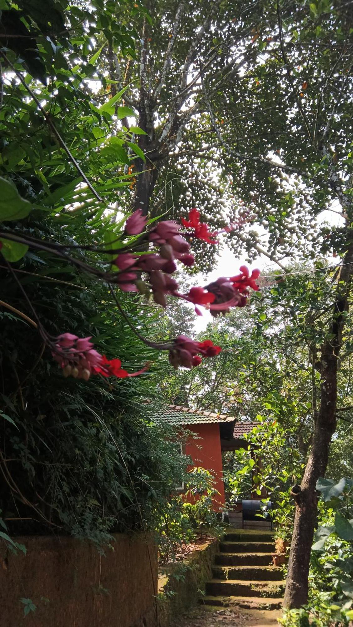 Jungle Valley Ayurvedic Spa Resort Meppādi 외부 사진